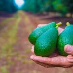 Las tres claves para mejorar la producción de aguacate y exportar a otros mercados