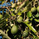 ¿Cuál es la importancia del aguacate hass en el agro colombiano?
