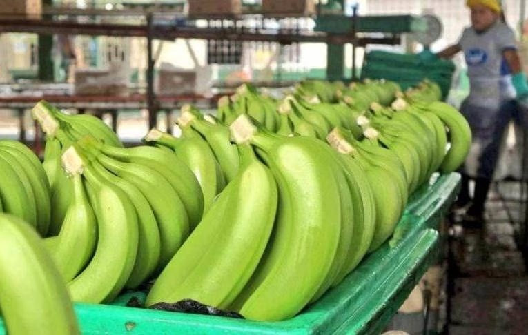 El banano inició con pie derecho la segunda mitad del 2023, pero las exportaciones aún no cubren la caída del 2022