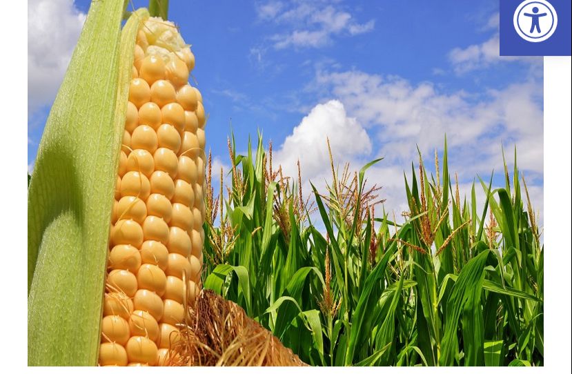 ¿Brasil podrá ser el mayor exportador mundial de maíz?