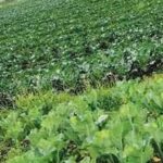 Exportaciones agrícolas a EE. UU. se estiman que crezcan 250% en 4 años: AmCham Colombia