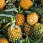 Exportaciones de piña serían las más sacrificadas ante el conflicto bélico en Israel