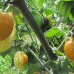 La uchuva que se cultiva en Colombia empezará a ser exportada a México