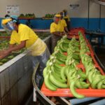 Fracasa último intento de fijar entre productores y exportadores precio de caja de banano para el 2024