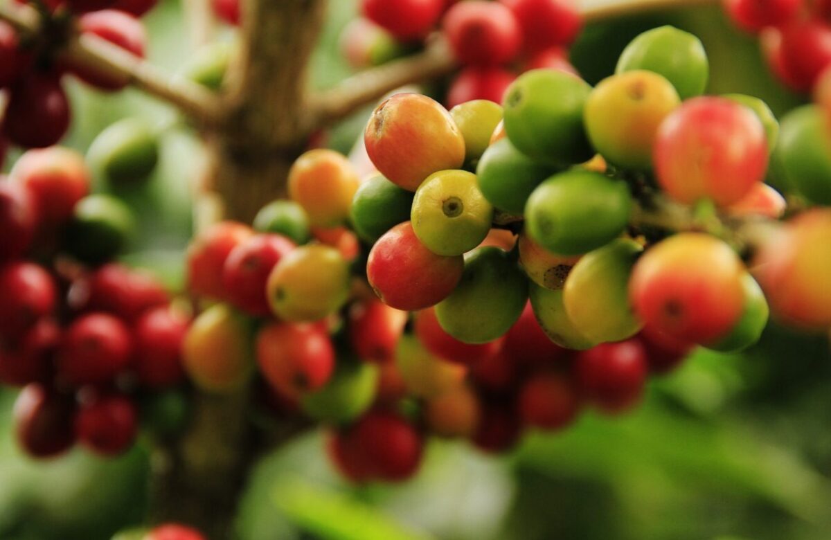 Cafeteros colombianos en crisis: ¿El arancel del 70% es la solución?