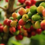 Cafeteros colombianos en crisis: ¿El arancel del 70% es la solución?