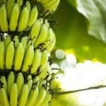 Incertidumbre en el sector bananero de exportación para 2024