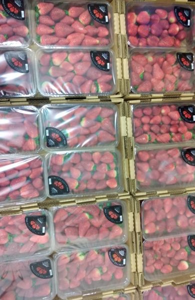 Primera exportación de fresas desde el Puerto de Santa Marta hacia Estados Unidos